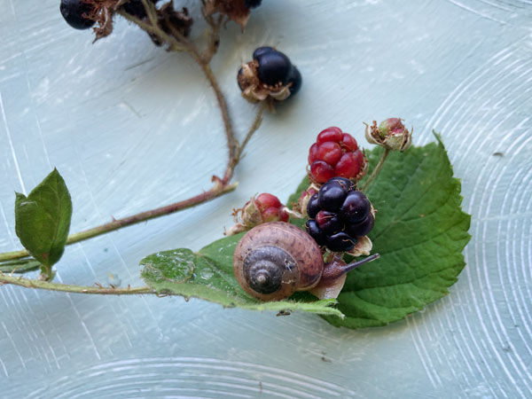 Von den Kindern lernen: Foto einer kleinen Schnecke mit Haus auf einem Brombeerblatt.