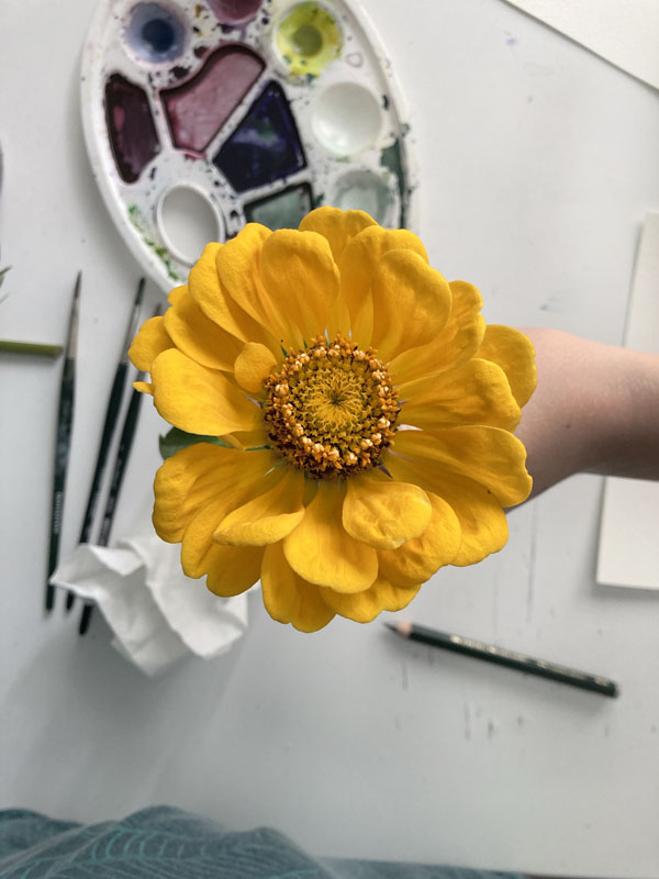 Von den Kindern lernen: Jakob hält eine Zinnienblüte in der Hand. Sie leuchtet gelb.